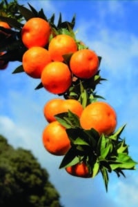 Chinotto Abaton