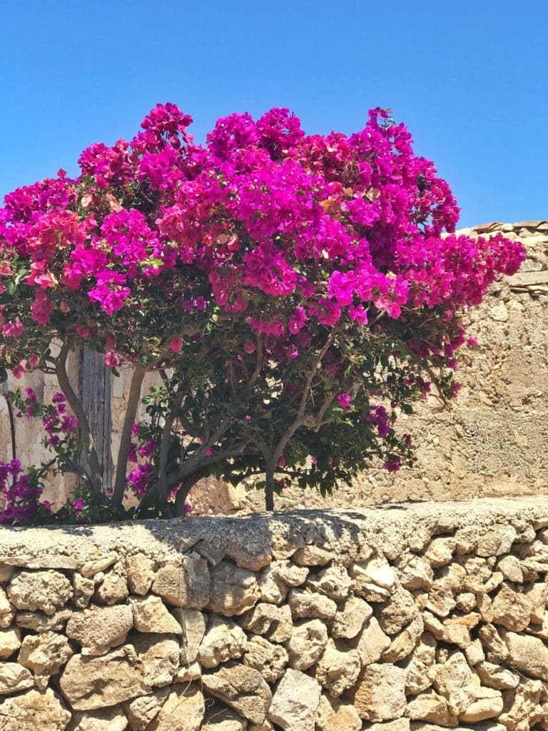 Vacanze a Favignana: tutte le dritte per vivere una vacanza indimenticabile 11
