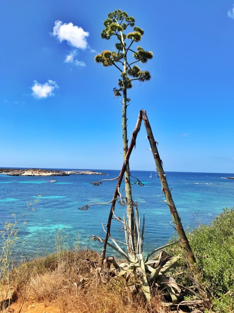 Vacanze a Favignana: tutte le dritte per vivere una vacanza indimenticabile 21