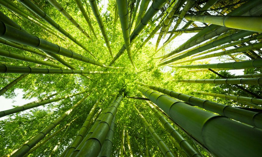Ambiente e sviluppo sostenibile: la Green Economy proposta da Alma Bamboo 1