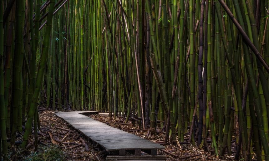 Ambiente e sviluppo sostenibile: la Green Economy proposta da Alma Bamboo 3