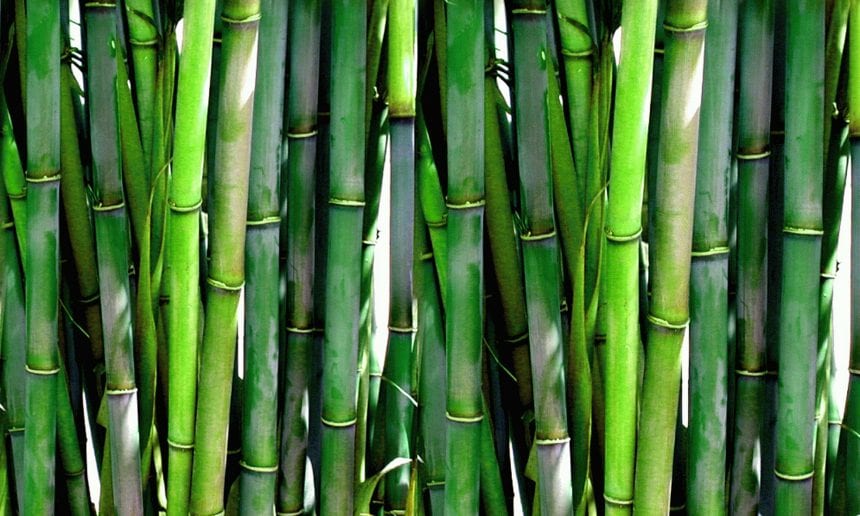Ambiente e sviluppo sostenibile: la Green Economy proposta da Alma Bamboo 4
