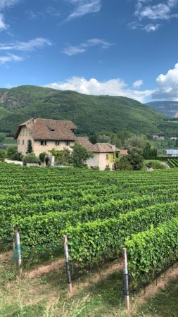 Week end in Alto Adige: alla scoperta di Caldaro e della Strada del Vino 14