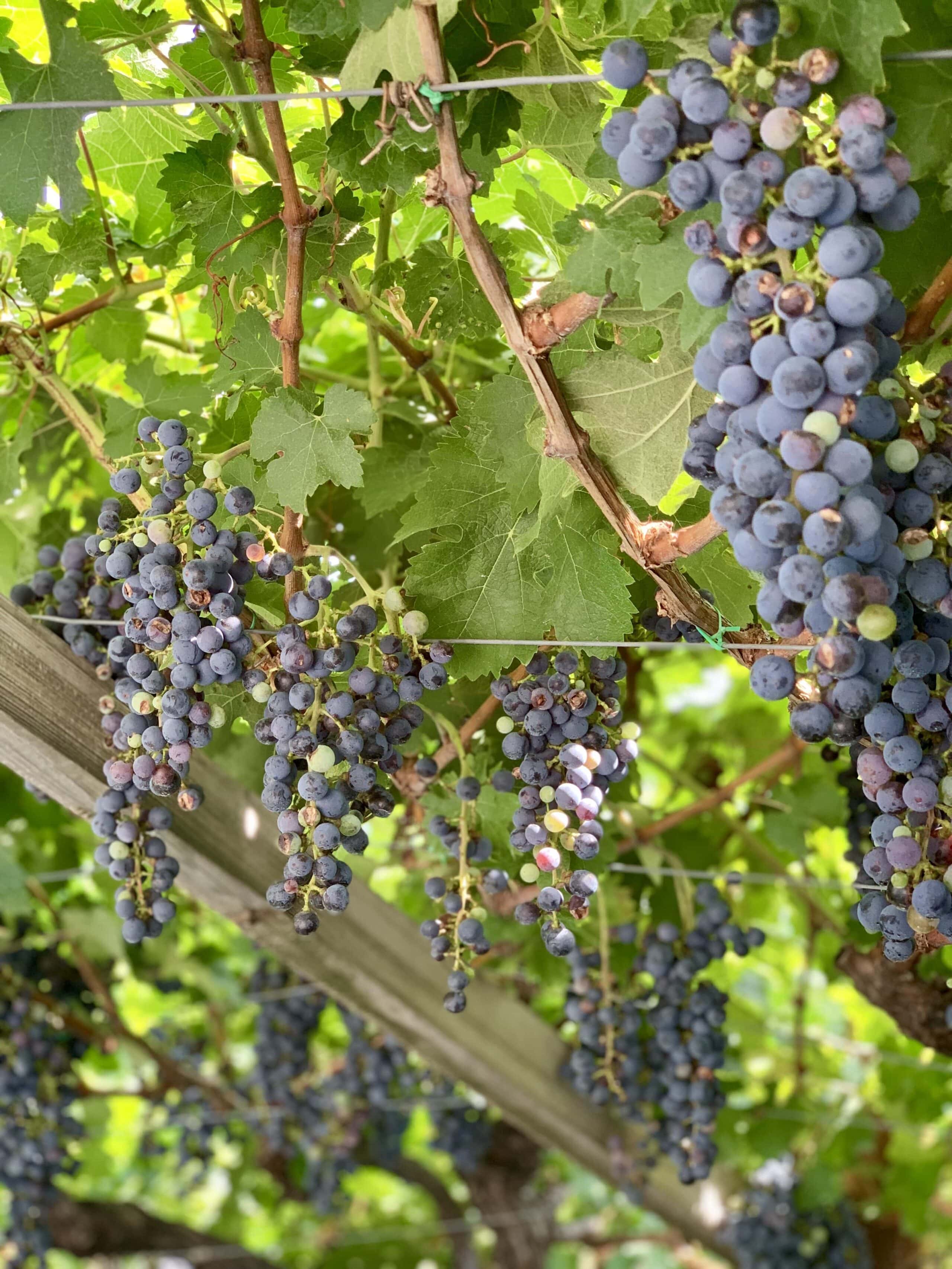 Week end in Alto Adige: alla scoperta di Caldaro e della Strada del Vino 35